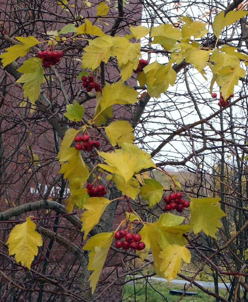 Изображение особи Crataegus sanguinea.