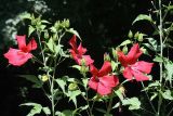 Hibiscus &times; hybridus