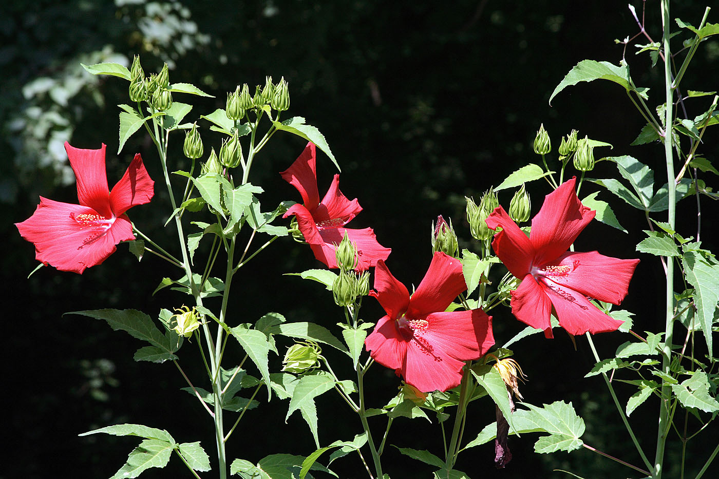 Image of Hibiscus × hybridus specimen.