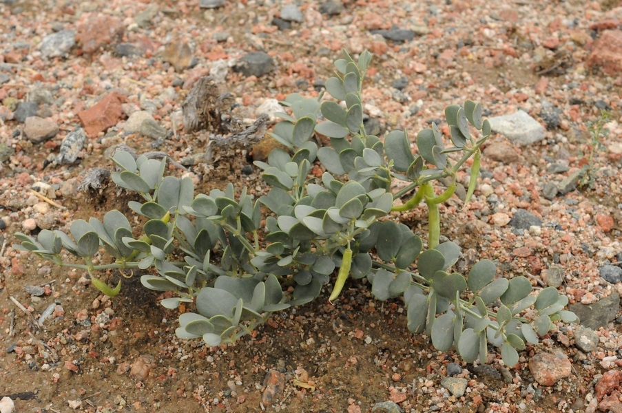 Image of Zygophyllum rosowii specimen.