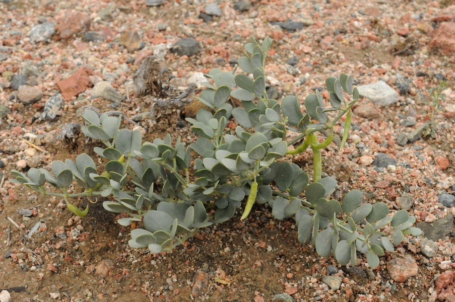 Image of Zygophyllum rosovii specimen.