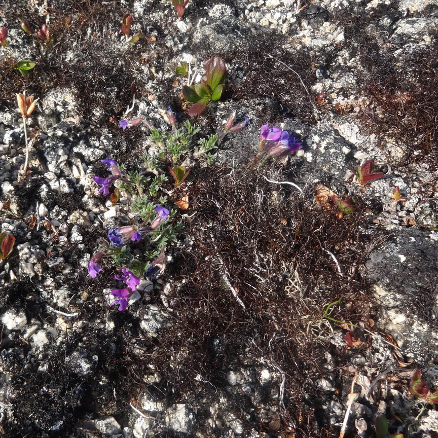 Изображение особи Oxytropis czukotica.