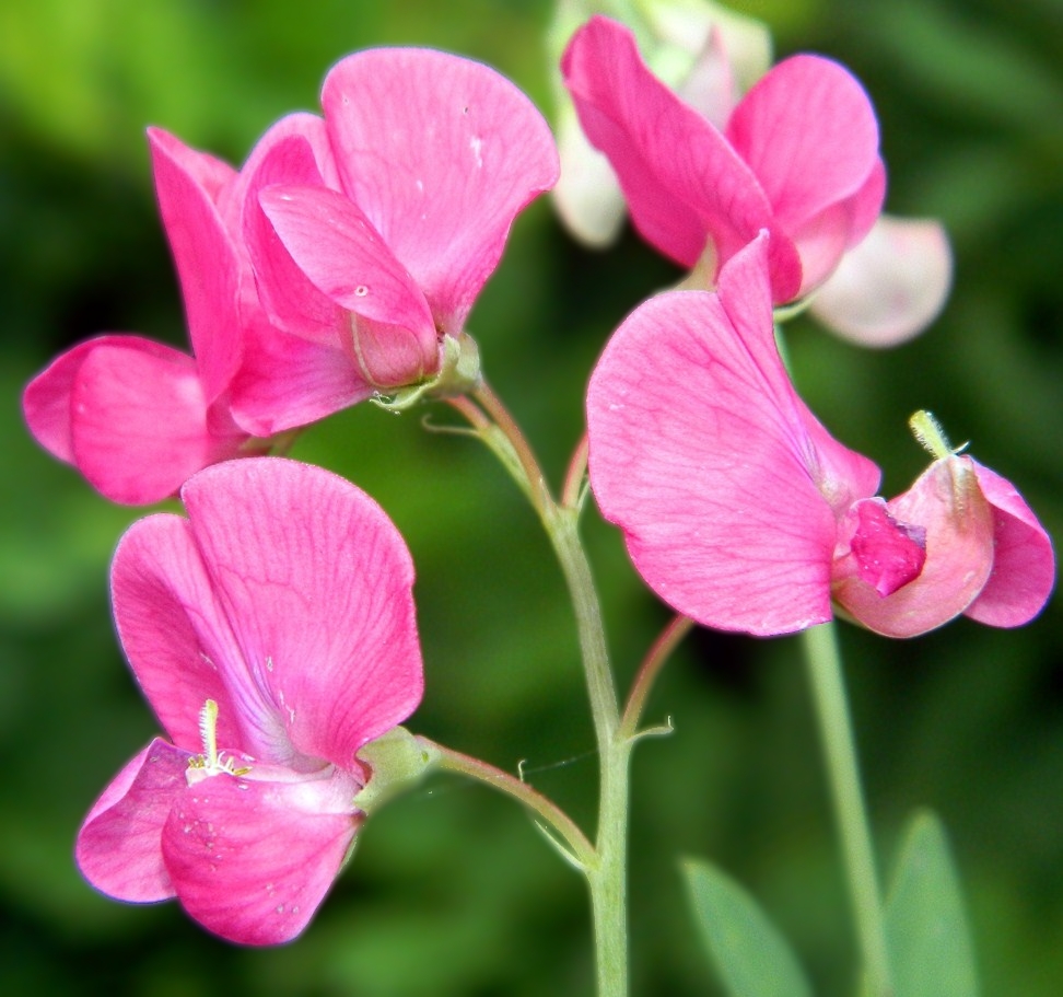 Изображение особи Lathyrus tuberosus.