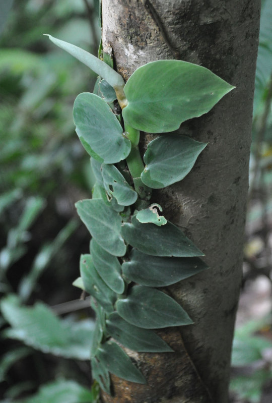 Image of Rhaphidophora korthalsii specimen.