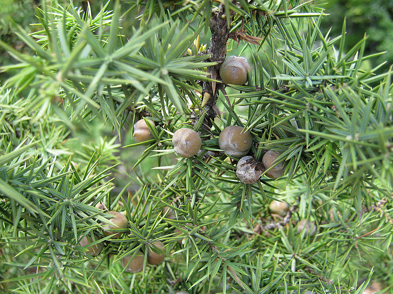 Изображение особи Juniperus deltoides.