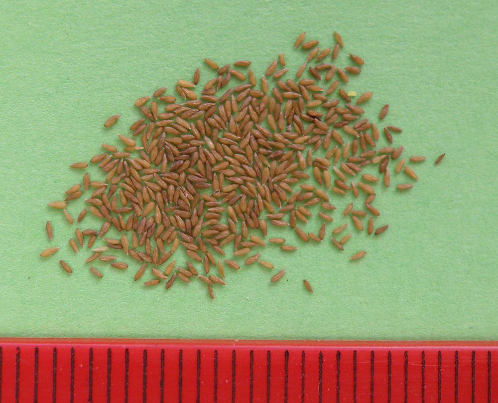 Image of Chamaenerion angustifolium specimen.