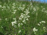 Galium boreale. Верхушки цветущих растений. Пермский край, Кунгурский р-н, окр. с. Филипповка, северная часть Кунгурской лесостепи, гора Ледяная, южный склон. 14.06.2013.