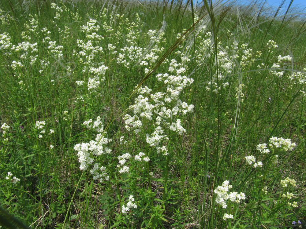 Изображение особи Galium boreale.