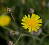 Launaea nudicaulis