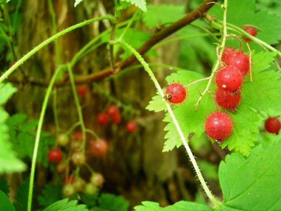 Изображение особи Ribes sachalinense.