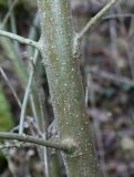 Fraxinus variety coriacea