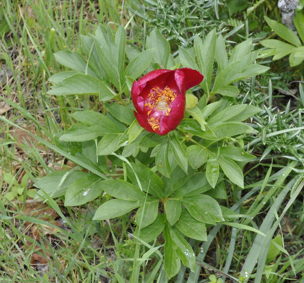 Изображение особи Paeonia peregrina.