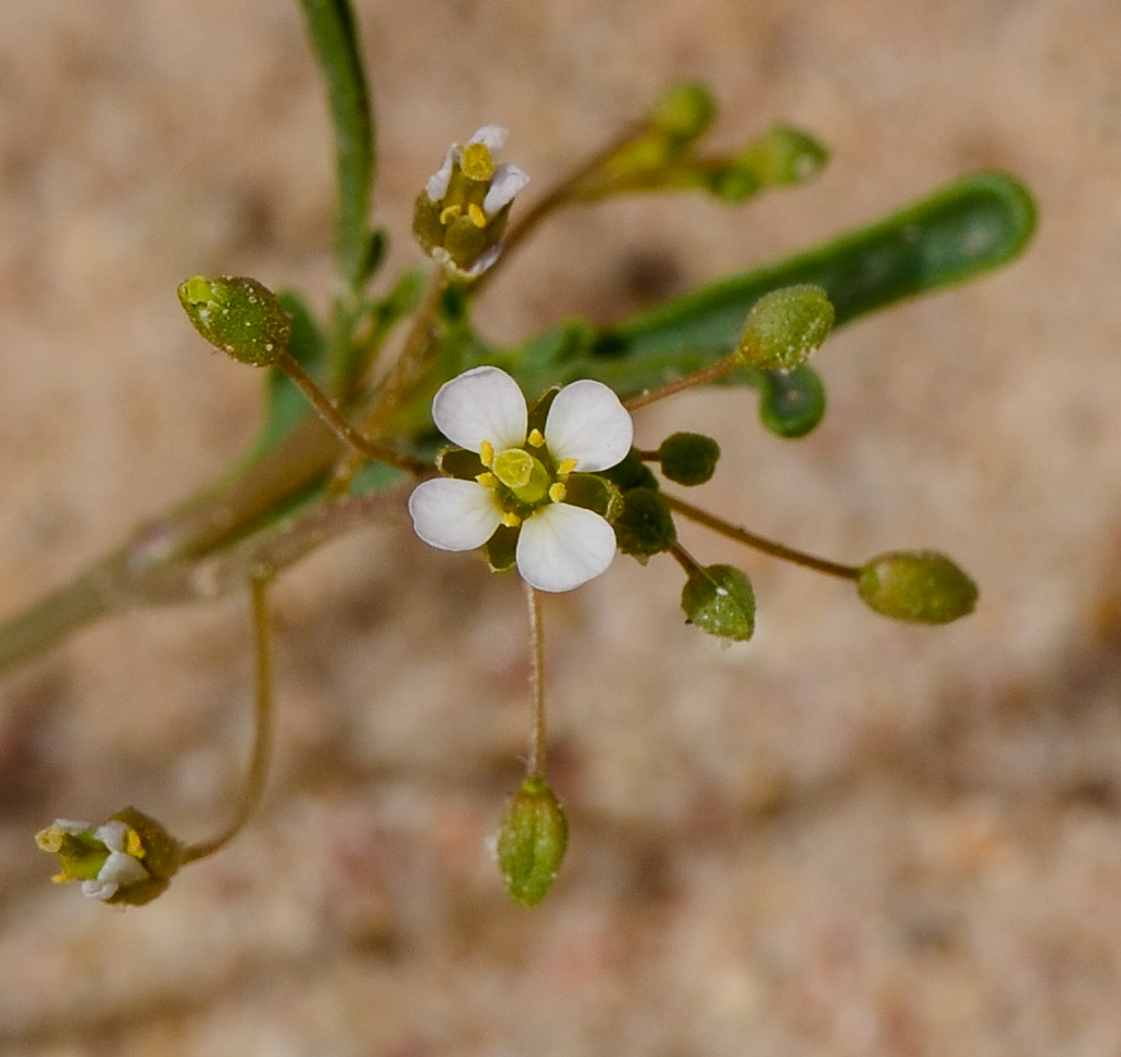 Изображение особи Savignya parviflora.