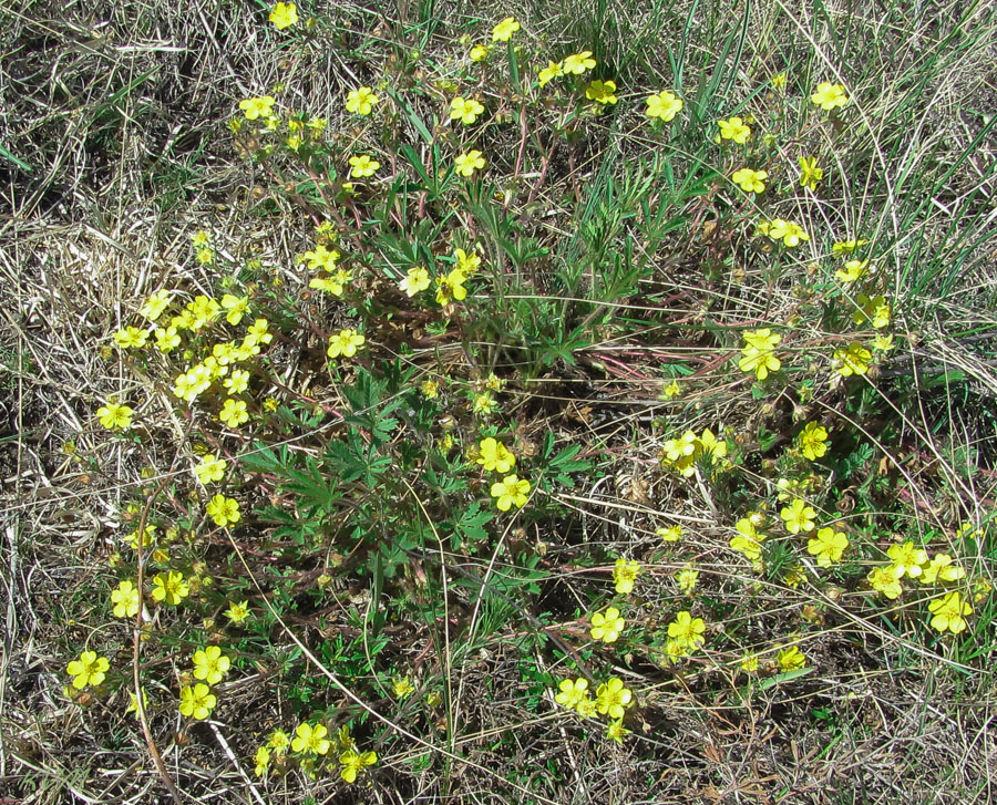 Image of Potentilla humifusa specimen.