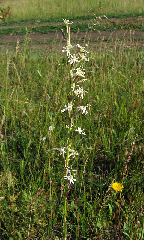 Изображение особи Silene tatarica.