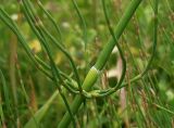 Equisetum ramosissimum. Средняя часть побега с боковыми веточками. Ростовская обл., Белокалитвинский р-н, окр. хутора Грушёвка, днище каменистой балки. 23.06.2013.