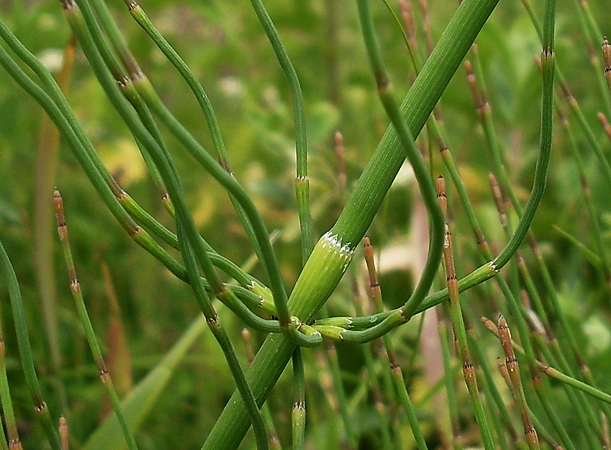 Изображение особи Equisetum ramosissimum.