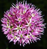 род Allium