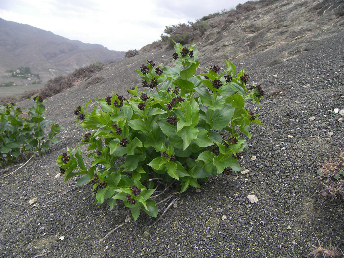 Image of Vincetoxicum funebre specimen.