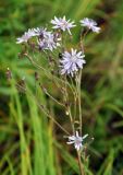 Lactuca sibirica. Общее соцветие. Хабаровский край, окр. села Галкино. 29.07.2012.