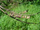 Amorpha fruticosa. Прошлогодние плоды. Ставропольский край, г. Кисловодск, парк, на высоте около 913 м н.у.м. , краю тропинки (43°53′33,58″ с.ш., 42°43′53,94″ в.д.). 05.06.2014.