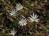 Stellaria graminea. Цветки. Нидерланды, провинция Friesland, остров Schiermonnikoog, закреплённая дюна. 13 июня 2009 г.