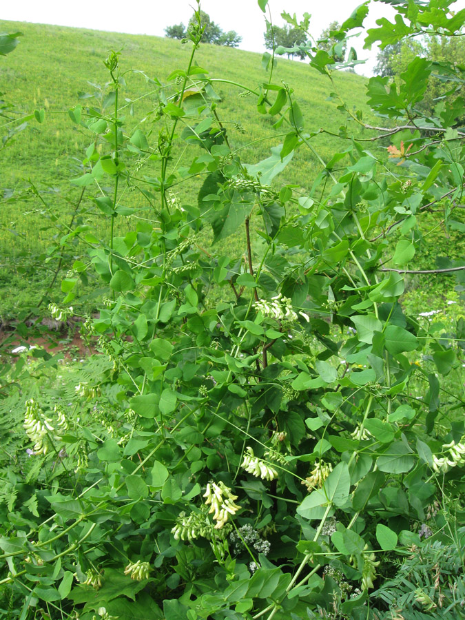 Image of Vicia pisiformis specimen.