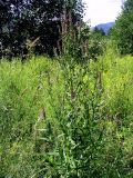 Lythrum salicaria
