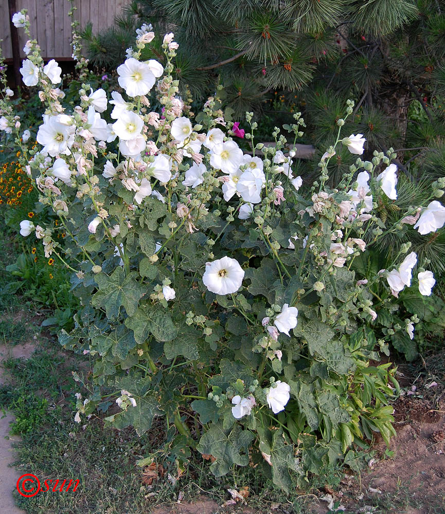 Image of Alcea rosea specimen.
