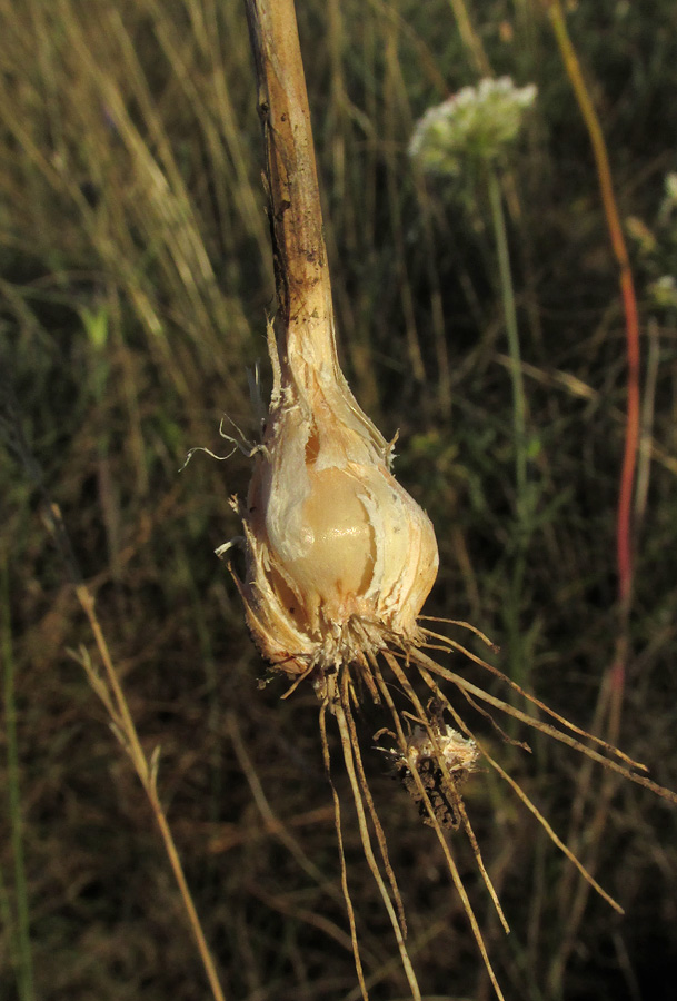 Image of Allium paczoskianum specimen.