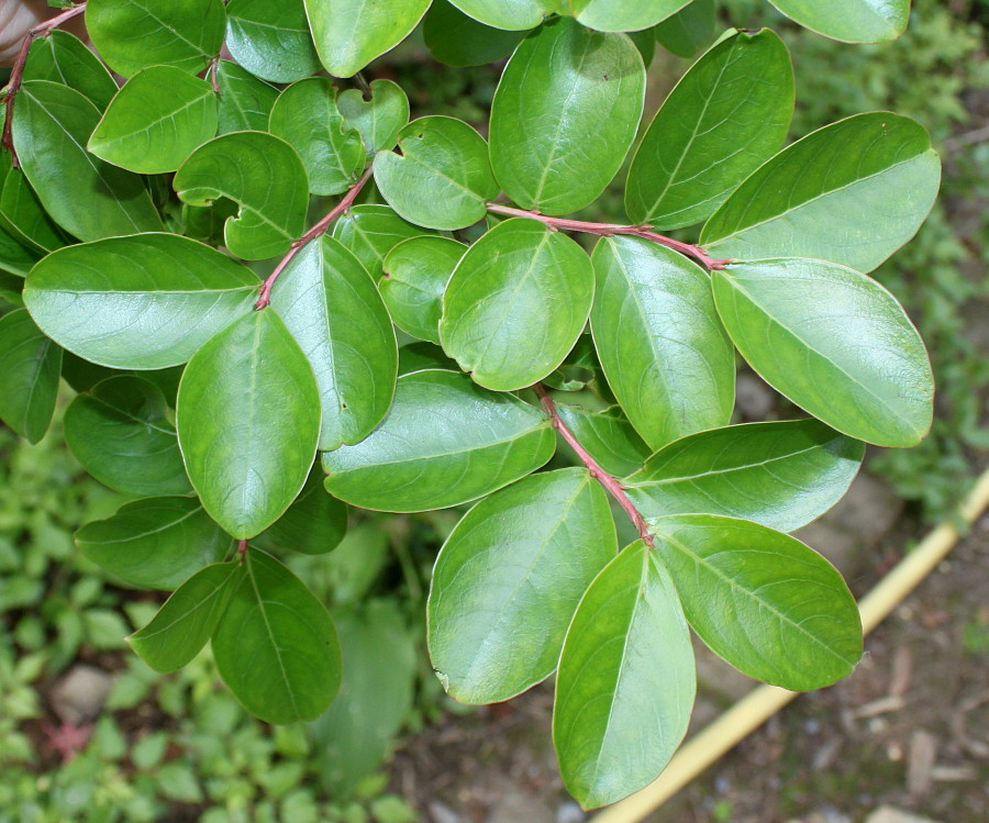 Image of Lagerstroemia indica specimen.