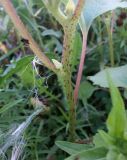 Xanthium orientale