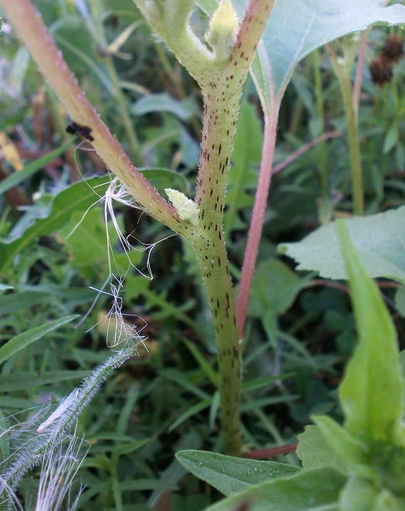 Image of Xanthium orientale specimen.