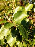 genus Betula