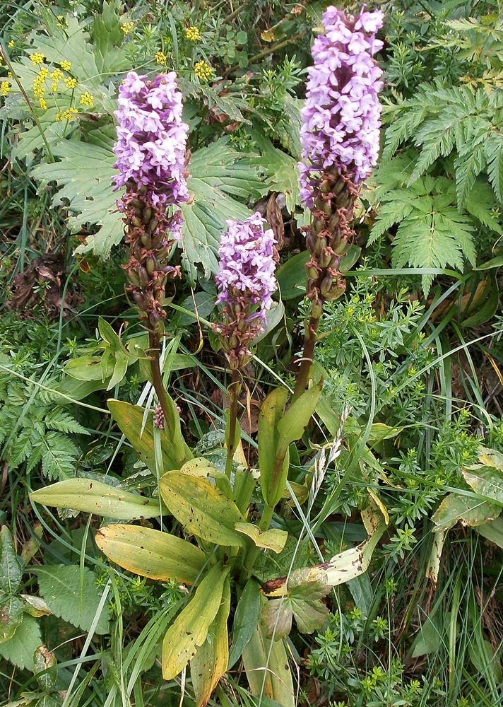 Image of Gymnadenia conopsea specimen.