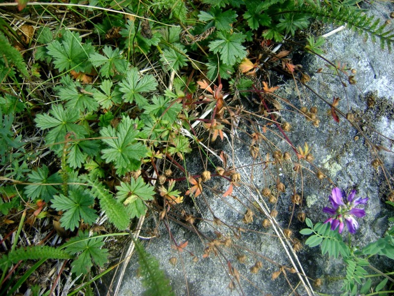 Изображение особи Potentilla crantzii.