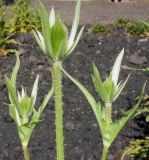 Dipsacus laciniatus. Верхушки побегов второго порядка с развивающимися соцветиями и листьями. Германия, г. Дюссельдорф, Ботанический сад университета. 03.07.2014.