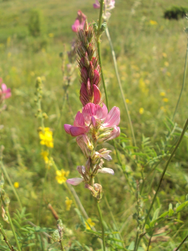 Image of Onobrychis arenaria specimen.