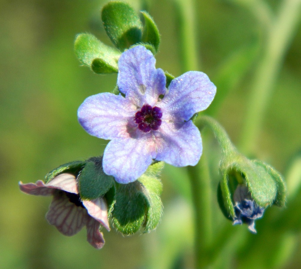 Image of Cynoglossum creticum specimen.