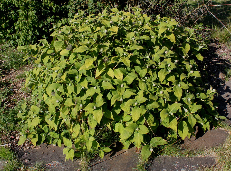 Image of Hydrangea involucrata specimen.