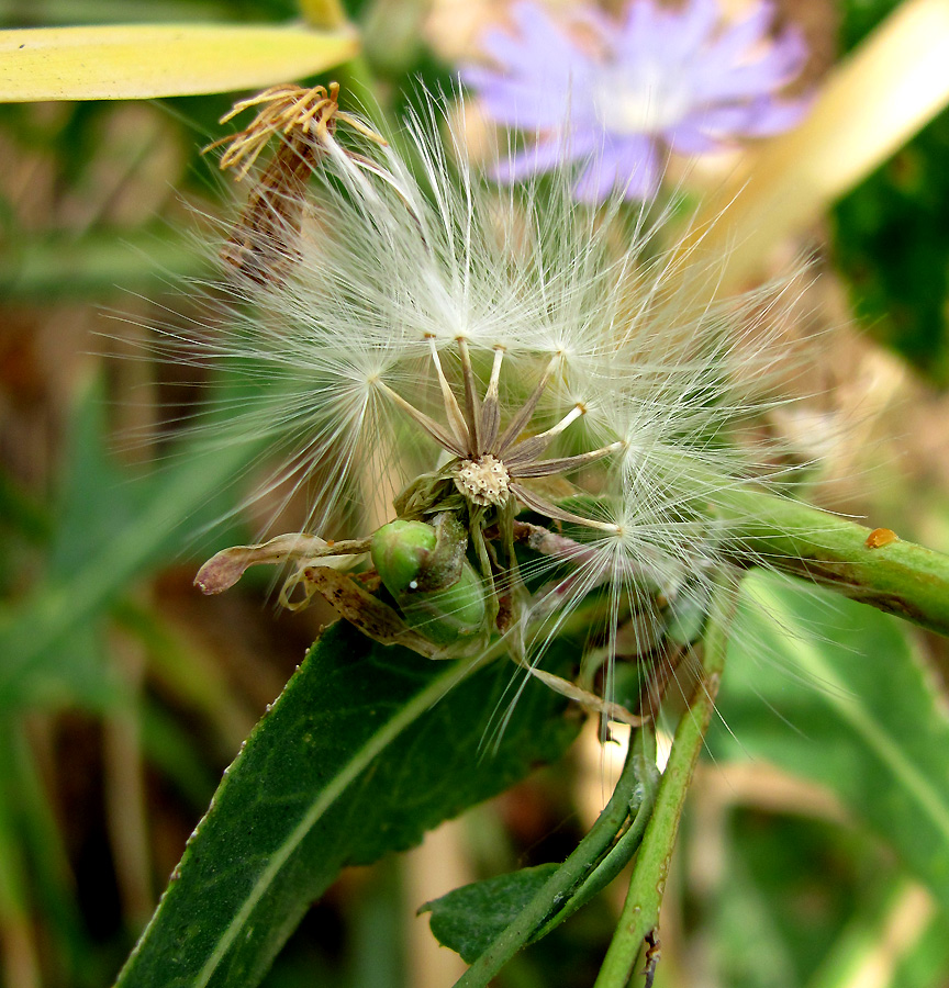 Image of Lactuca tatarica specimen.