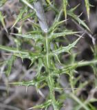 Echinops ritro