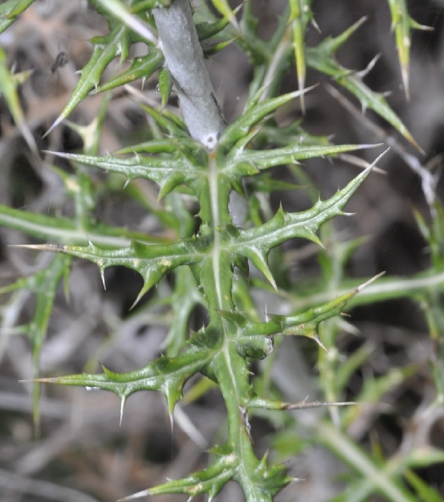 Изображение особи Echinops ritro.