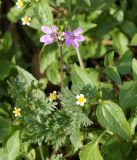 Erodium cicutarium