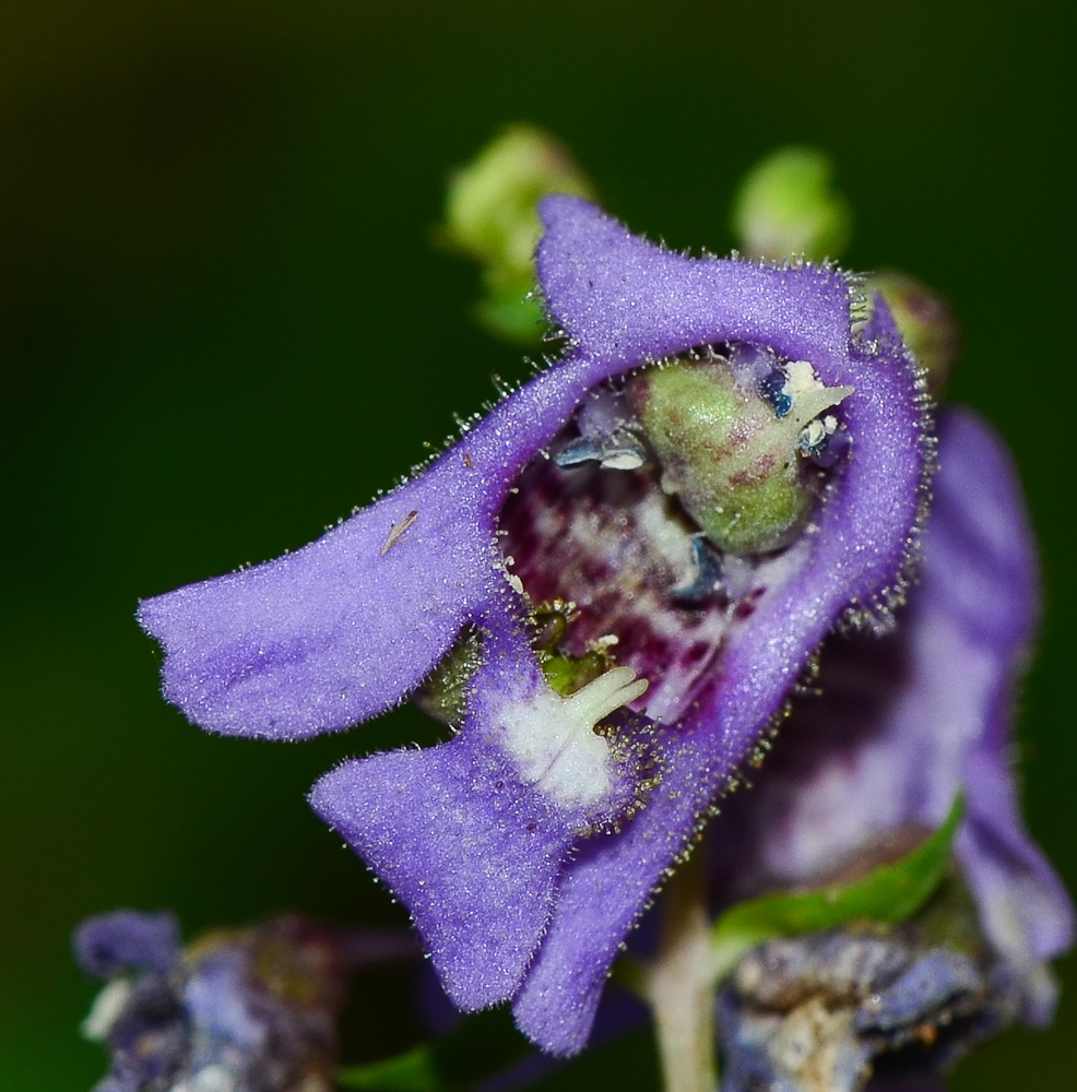 Image of Angelonia angustifolia specimen.