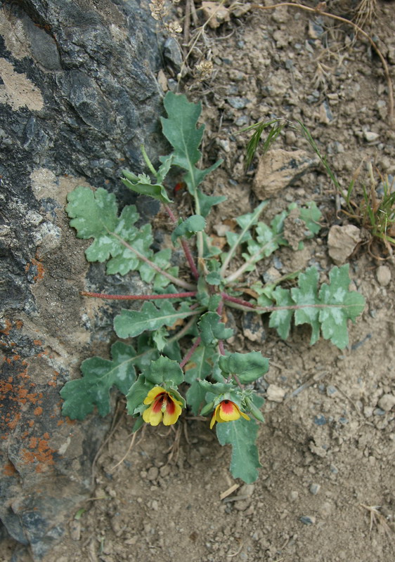 Изображение особи Glaucium elegans.