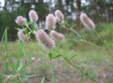 Trifolium arvense