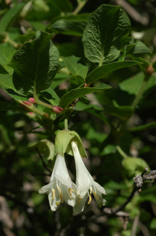 Image of Lonicera hispida specimen.