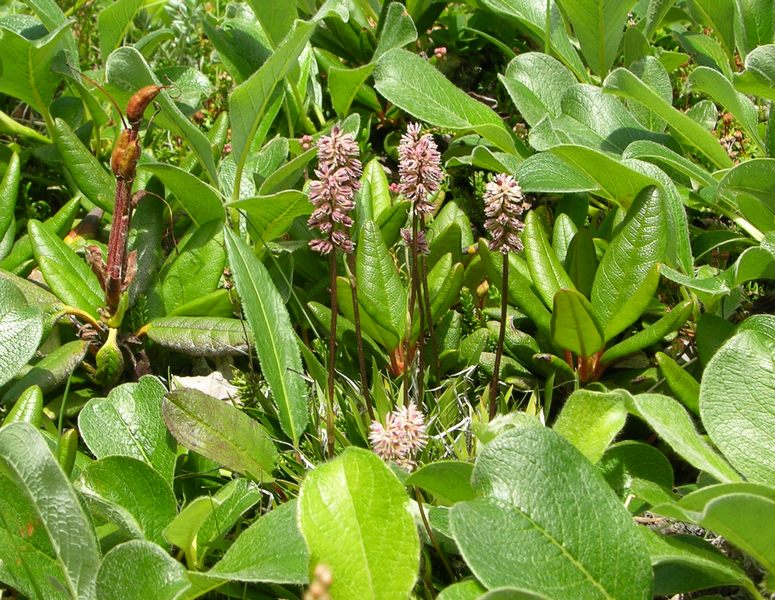 Изображение особи Tofieldia coccinea.