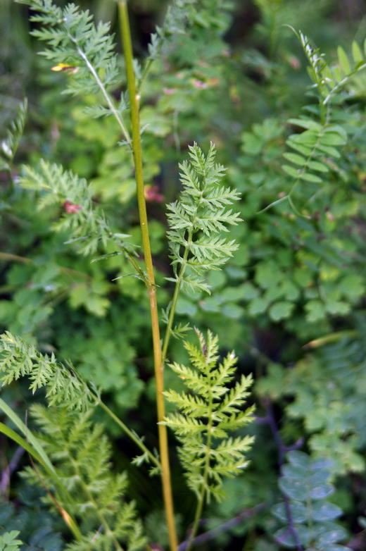 Изображение особи Artemisia tanacetifolia.